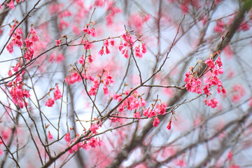 Crimson Bell-Shaped Cherry Blossoms on Bare Branches
