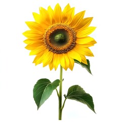 Obraz premium Vibrant Sunflower Isolated on White Background,