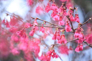 Crimson Bell-Shaped Cherry Blossoms on Bare Branches