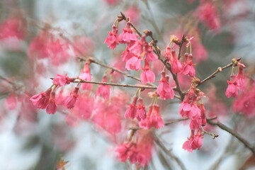 Crimson Bell-Shaped Cherry Blossoms on Bare Branches