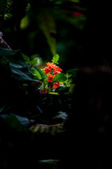 A small red flower in the dark