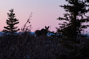 Moose standing on hill against pink sky