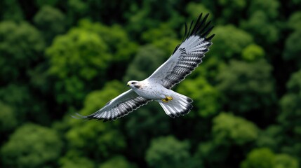 White bird soaring over lush green forest