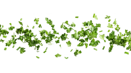 Fresh chopped parsley garnish ingredient for cooking recipes and food photography on black background