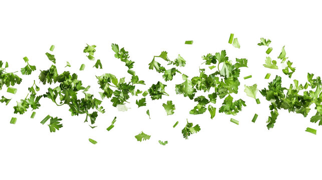 Fresh chopped parsley garnish ingredient for cooking recipes and food photography on black background