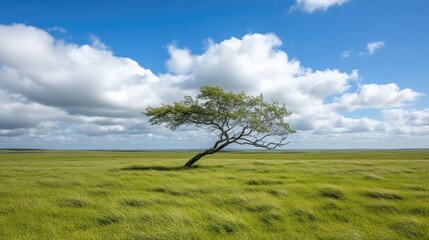 Obraz premium Lone tree on a grassy plain under a partly cloudy sky. A solitary tree with a leaning trunk stands in a wide expanse of vibrant green grass,