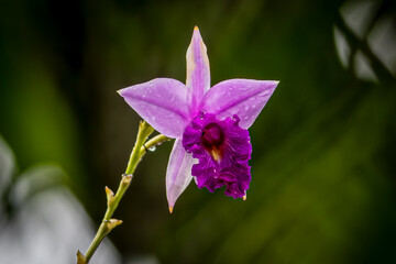 A purple flower with water droplets