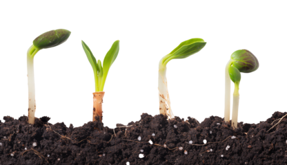 Young plant sprout growing from soil isolated on white background