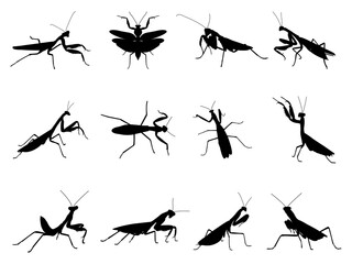 Set of Praying Mantis Silhouette in various poses isolated on white background