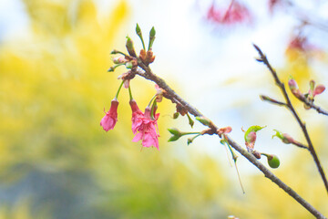 Pink Bell-Shaped Cherry Blossoms on Branch Against Yellow Background