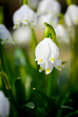 Leucojum vernum - spring flower blooming in February to April,
growing wild mainly in Central Europe. It is also popular in gardens.
