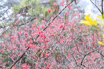 Crimson Bell-Shaped Cherry Blossoms on Bare Branches