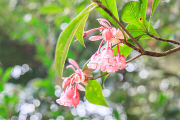 Pink Bell-Shaped Flowers of Enkianthus Quinqueflorus