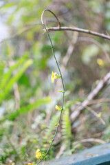 Twisting Vine of Delicate Yellow Blossoms Adorning Nature's Canvas