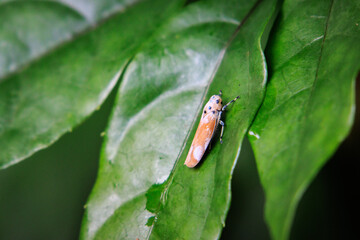 Orange and Brown Leafhopper on a Green Leaf