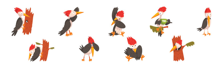 Funny Woodpecker Bird in Different Pose Vector Set