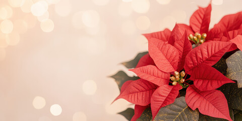 Obraz premium Vibrant red poinsettia blossoms against a soft bokeh background capturing holiday spirit