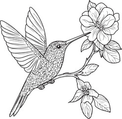 Hummingbird coloring book for adults vector