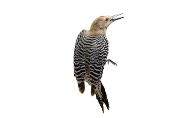 Gila Woodpecker (Colaptes chrysopides) Photo, Over a Transparent Isolated PNG Background

Keywords language: English

Keywords: bird, woodpecker, gila woodpeckeer, colaptes chrysopides, png,