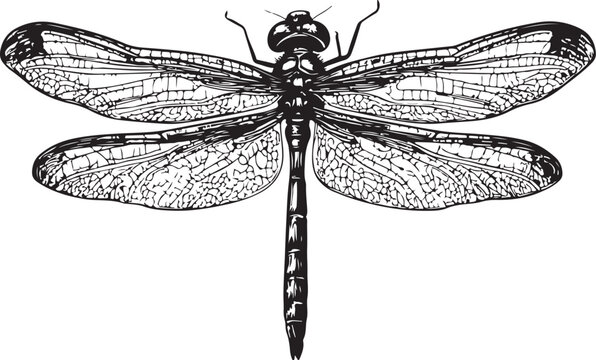 recommend clip art: Dragonfly insect hand drawn sketch vector