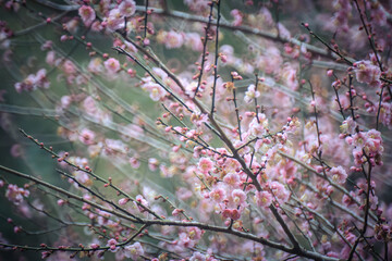 Pink Plum Blossoms on Bare Branches