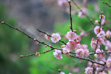 Pink Plum Blossoms on Bare Branches