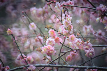 Pink Plum Blossoms on Bare Branches