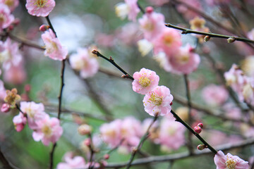 Pink Plum Blossoms on Bare Branches