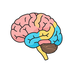 Human Brain: A detailed, colorful illustration showcases the intricacies of the human brain, highlighting its various regions and functions for educational purposes.