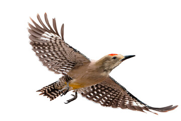 Gila Woodpecker (Colaptes chrysopides) Photo, in Flight Over a Transparent Isolated PNG Background