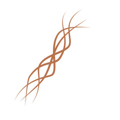 Illustration of brown hair