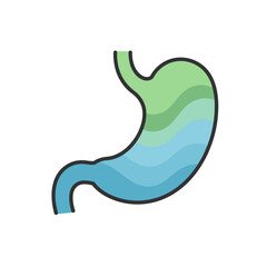 Human Stomach Anatomy Illustration: An educational illustration of the human stomach, showcasing its anatomy in a simple and informative manner.