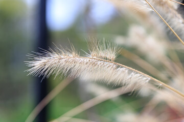 Close-up of African Fountain Grass