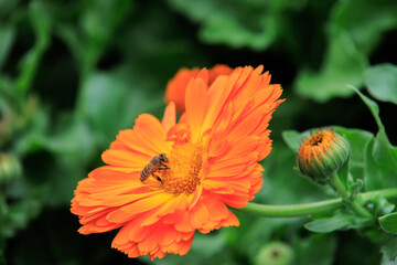 Honey Bee on Orange Calendula Flower