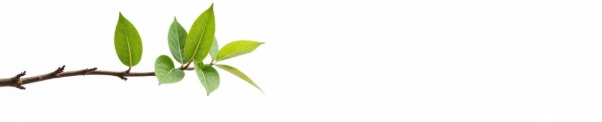 Obraz premium Single tree branch isolated on white background, pure, white