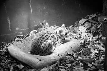 Solitude in Shadows – A Leopard Cat Resting in Captivity