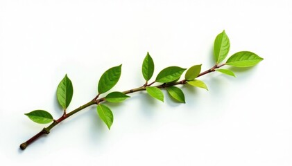 Fototapeta premium Single branch with moss isolated on white background, botanical, serene