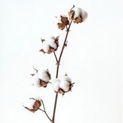 Dried cotton balls on a branch