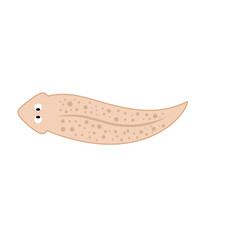 Planarian flatworms illustration