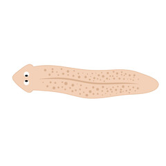 Planarian flatworms illustration