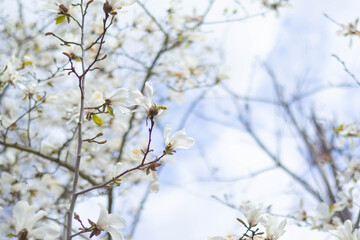 Blossoming white magnolia branches against a bright sky in spring