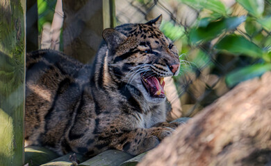 The Formosan clouded leopard - Neofelis nebulosa brachyura - 