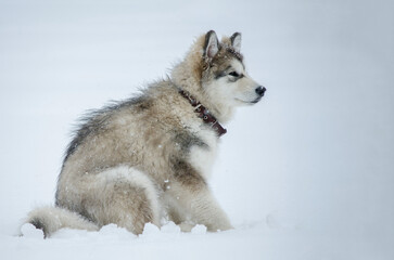 Young alaskan malamute stands playfully on white snow. Soft fur complemented by snowflakes and overcast lighting. Perfect portrayal of winter joy and freedom