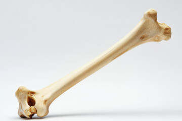 Fototapeta premium Detailed human femur bone on clean background, showcasing its structure and texture
