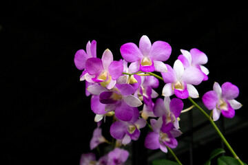 Pink and purple orchid