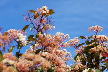 Photinia flower or red robin plant in spring, outdoors, green and red leaves and white flowers of a Photinia
