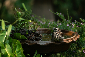 funny Birds playing a water splash in nature summer, wildlife animal scene in motion of freedom moment on water basin sink