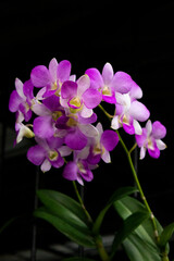 Pink orchid