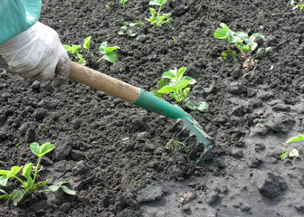 raking of strawberry plantation - seasonal work in the vegetable garden