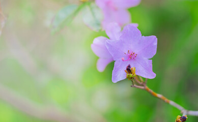 Close-up view of purple flowers blooming in a green garden